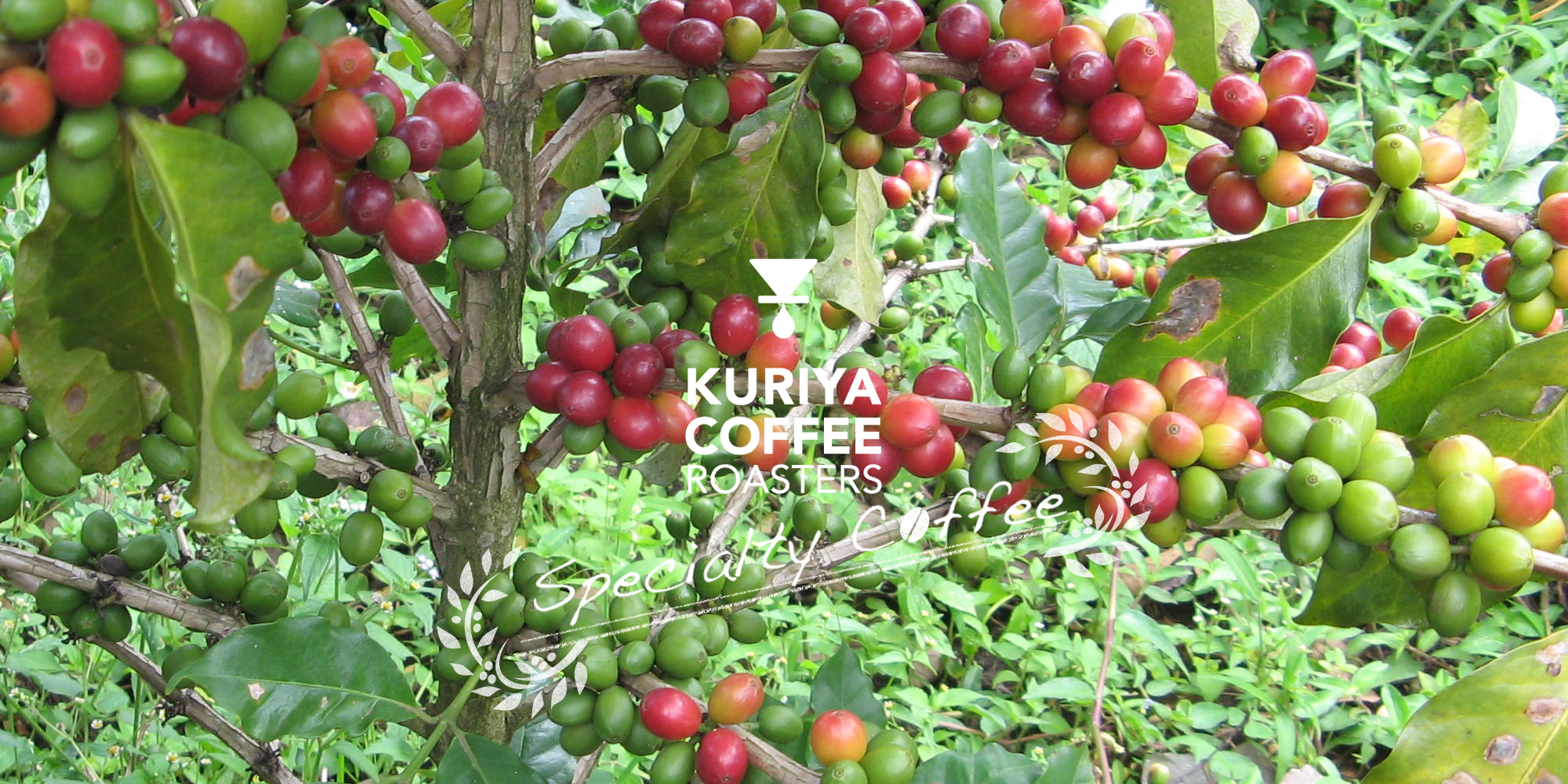 KURIYA COFFEE ROASTERS