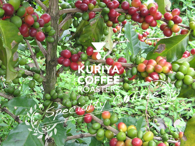 KURIYA COFFEE ROASTERS